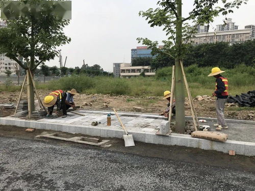 四通八达 樵 前走 快了 新城区三纵三横道路工程进入路面沥青铺设阶段